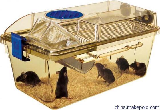 Stainless Steel Modular Automatic Individually Ventilated Cage IVC For Lab Animal Equipment