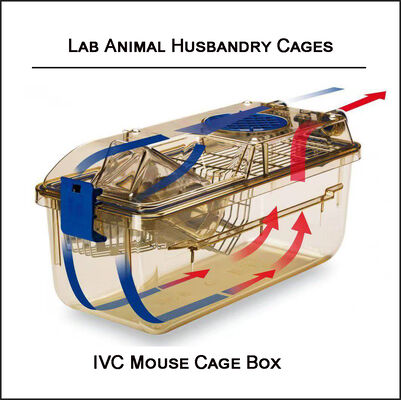 Mouse Guinea Pig IVC Animal Cages Stackable Lab Rat Breeding Cages With Rest Area